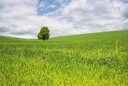 Open green field with a single tree, the kind of bare land we turn into a natural lawn