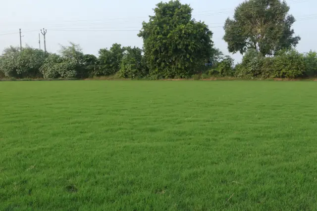 Natural grass lawn by NCR Grass, photo 1