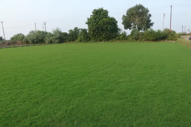 Natural grass lawn by NCR Grass, photo 2