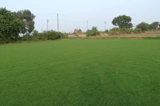 Natural grass lawn by NCR Grass, photo 3