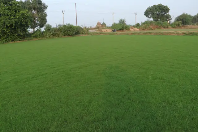 Natural grass lawn by NCR Grass, photo 5
