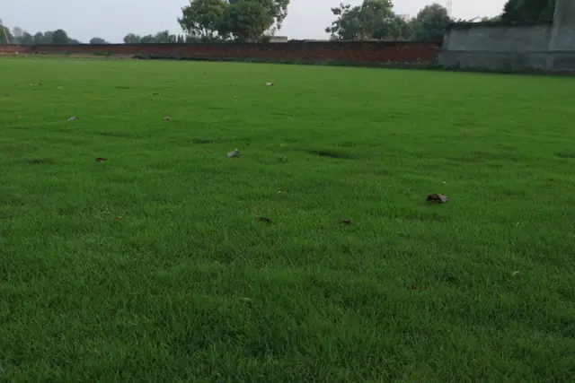 Natural grass lawn by NCR Grass, photo 9