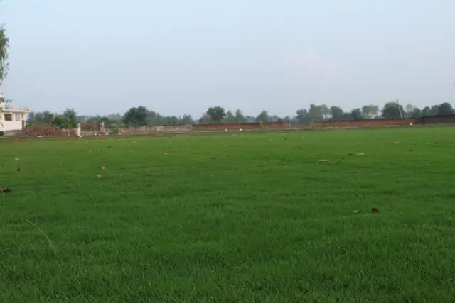 Natural grass lawn by NCR Grass, photo 10