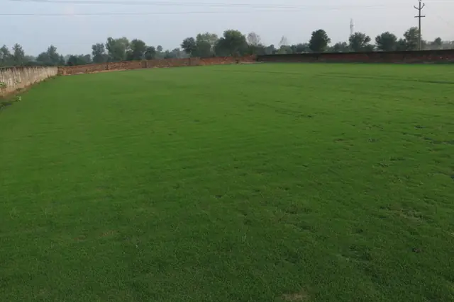 Natural grass lawn by NCR Grass, photo 11