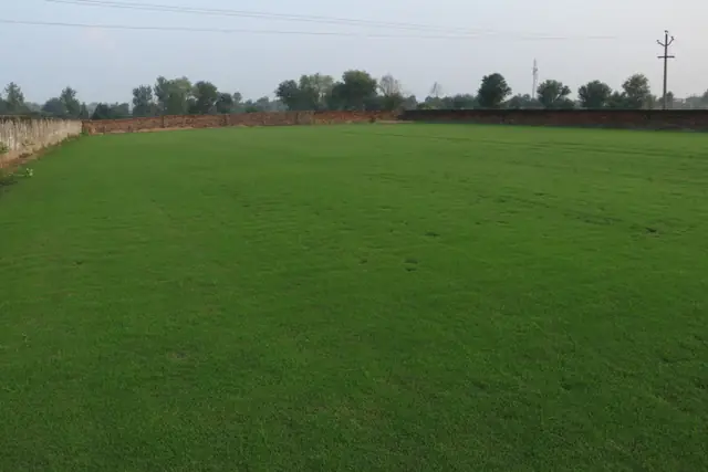 Natural grass lawn by NCR Grass, photo 12